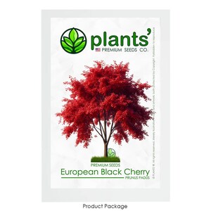European Black Cherry Tree | Premium Seeds | Prunus padus &#39;Fall&#39; | Plants&#39;