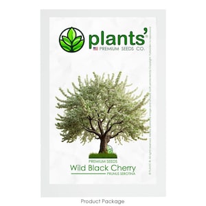 Wild Black Cherry Tree | Premium Seeds | Prunus serotina &#39;Spring&#39; | Plants&#39;®