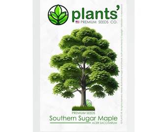 Southern Sugar Maple Tree | Premium Seeds | Acer saccharum 'Summer' | Plants'®