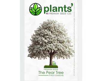 The Pear Tree | Premium Seeds | Pyrus communis 'Spring' | Plants'®