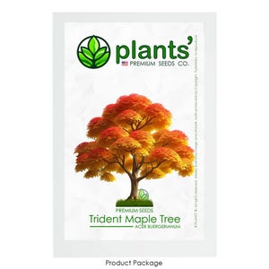 May include: A product package for Trident Maple Tree seeds. The package features a vibrant illustration of a maple tree with orange and yellow leaves. The text "PREMIUM SEEDS" and "Trident Maple Tree" are printed on the package.