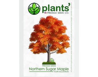 Northern Sugar Maple Tree | Premium Seeds | Acer saccharum 'Fall' | Plants'®