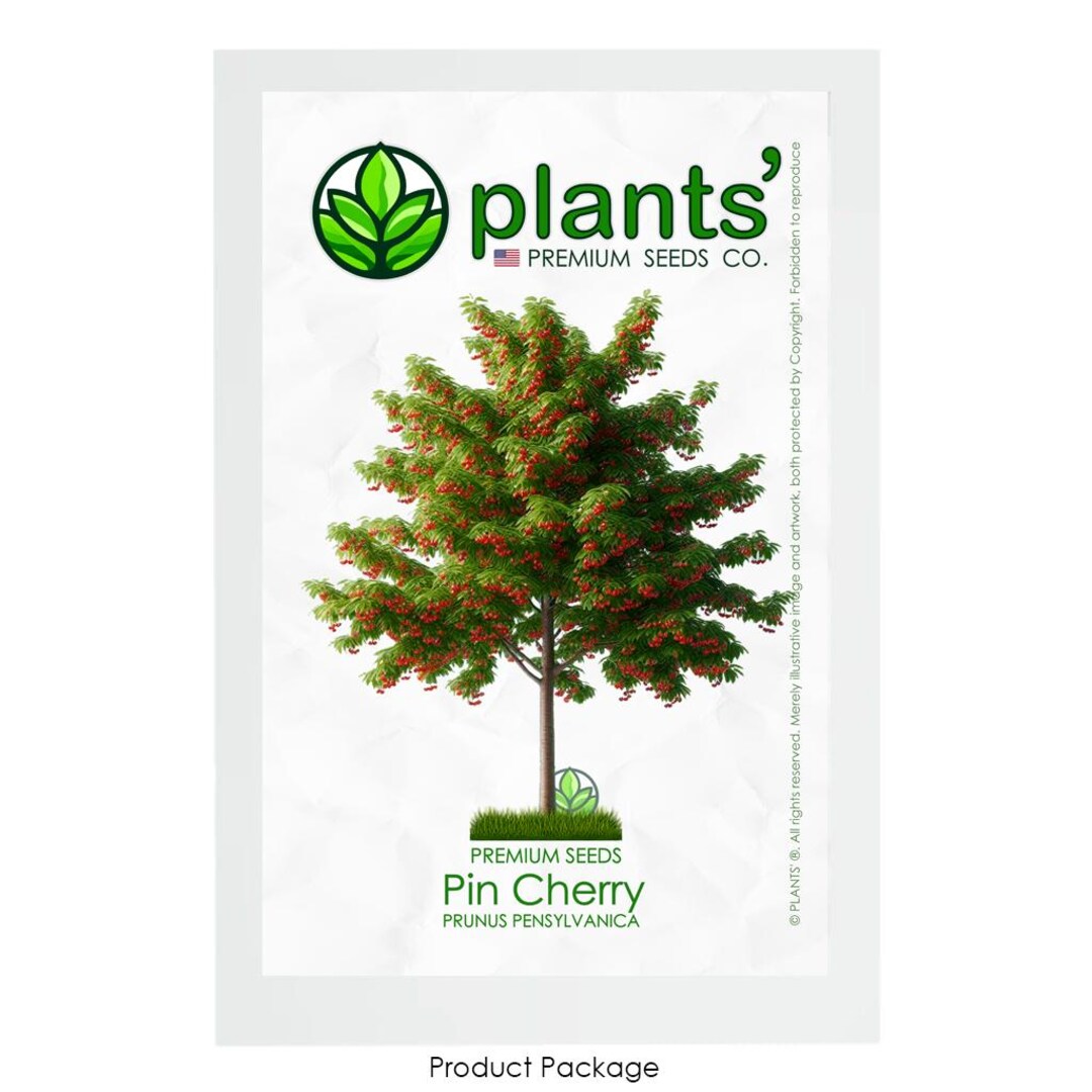 Pin Cherry Tree | Premium Seeds | Prunus Pensylvanica 'summer' | Plants ...