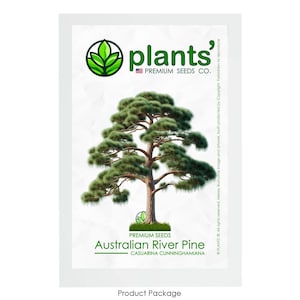 May include: A product package for Australian River Pine seeds. The package features a green logo with the words "plants'" and "PREMIUM SEEDS CO.". The image shows a mature Australian River Pine tree with green foliage and a brown trunk. The text on the package reads "PREMIUM SEEDS", "Australian River Pine", and "CASUARINA CUNNINGHAMIANA".