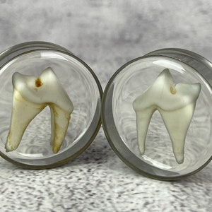 Pair of Embedded Coyote Teeth in Clear Resin Plugs gauges - 3/4", 7/8", 1", 28mm, 32mm, 35mm, 38mm