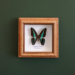 May include: A framed butterfly specimen. The butterfly has brown and teal wings with detailed patterns, set against a white background. The wooden frame surrounds the butterfly. Text reads "Graphium sarpedon West Malaysia".