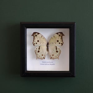 Peut inclure: Un spécimen de papillon encadré, Salamis parhassus, de la République centrafricaine. Le papillon a des ailes crème avec des taches et des marques brunes. Le cadre est noir et carré, sur un fond vert foncé.