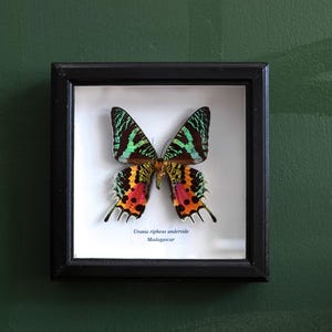 Peut inclure: Un spécimen de papillon encadré dans un cadre noir. Le papillon présente des ailes supérieures rayées vertes et noires et des ailes inférieures à motifs orange, rouges et jaunes. Le texte indique "Urania ripheus underside Madagascar".