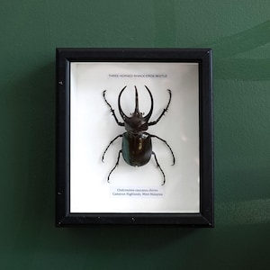 May include: A framed display of a Three-Horned Rhinoceros Beetle. The beetle is dark brown with prominent horns and legs, set against a white background. The black frame includes text at the top and a label at the bottom.