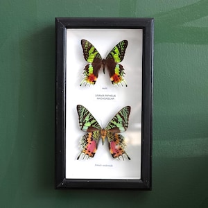 May include: A black framed display of two Urania Ripheus butterflies from Madagascar. The top butterfly is labelled "male" and the bottom one "female underside." The butterflies have detailed patterns of green, black, red, and orange wings, set against a white background.