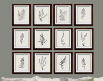 Ferns Garden Botanical Prints (Series E) Set of 12 - Art Prints (Featured in Charcoal on Pale Taupe) Blue Botanical Art Print