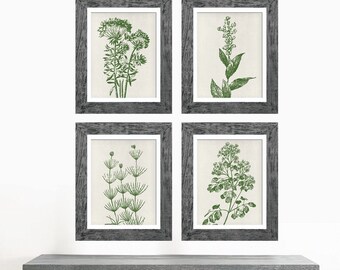 Wild Field Flower  (Series B9) Set of 4 - Art Prints (Featured in Evergreen on Stone Wash) Botanical Flower Art Prints