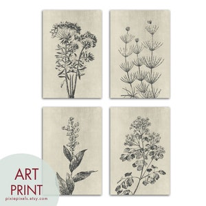 Wild Field Flower Series B9 Set of 4 Art Prints Featured in Charcoal on Stone Wash Botanical Flower Art Prints image 2