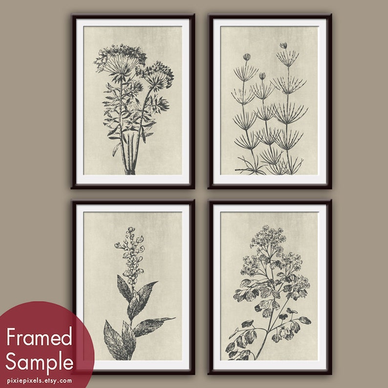 Wild Field Flower Series B9 Set of 4 Art Prints Featured in Charcoal on Stone Wash Botanical Flower Art Prints image 1