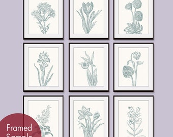 Wild Flower Botanical Prints (Series G) - Set of 9 - Art Prints (Featured in Cream and Rich Silver Sage)