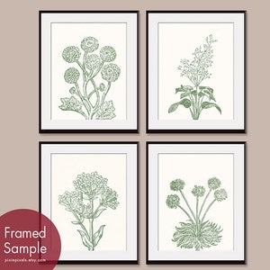 Wild Flowers Botanical Prints Series C Set of 4 Art PRINTS Featured in Thyme and Soft Cream image 1