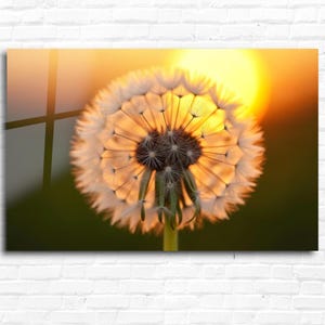 Tempered Glass Dandelion Art-Large Wall Art-Glass Wall Art-Abstract Nature Art-Housewarming Gift-Unique Home Decor-Office Decor-Wall Hanging