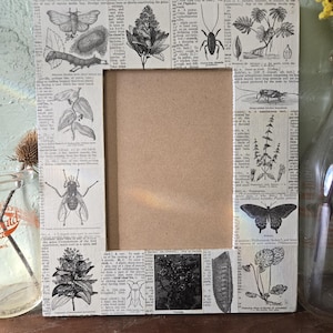 May include: A vintage picture frame with a brown paper mat and a white background. The frame is decorated with black and white illustrations of insects, plants, and butterflies. The text on the frame reads "The genus Cicada is a very large and species-rich group of insects, with over 1,500 species found worldwide."