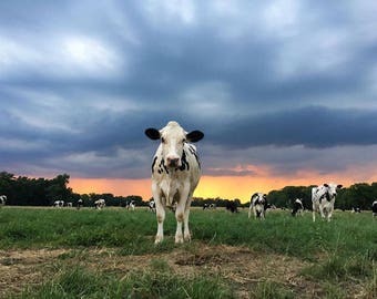 Cow, Stormy Sky, Farm Photography, Cows, Weather Photography, Matted Print