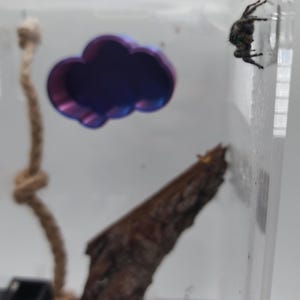 Floating Cloud House Hiding Spot For Jumping Spiders Spools Pink Blue