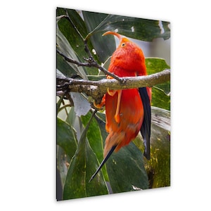 May include: A vibrant print of a red bird with a long, curved beak perched on a tree branch. The bird's feathers are a bright orange-red, contrasting with its black tail feathers. The background features green leaves and branches.