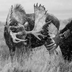 Moostiere, Grand Teton National Park