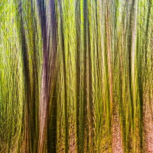 May include: A blurred image of a woodland with tall, slender trees. The trees are mainly green, but some have a reddish-brown tint. The light is dappled and creates a sense of mystery.