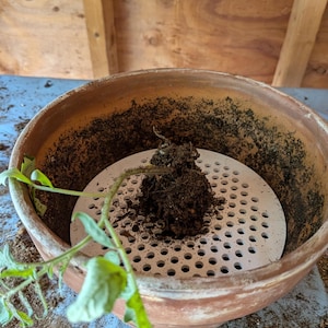 May include: A round terracotta plant pot containing a white circular plastic drainage insert with numerous small holes. A small green plant with a root ball covered in dark soil is positioned on top of the white drainage insert inside the pot.