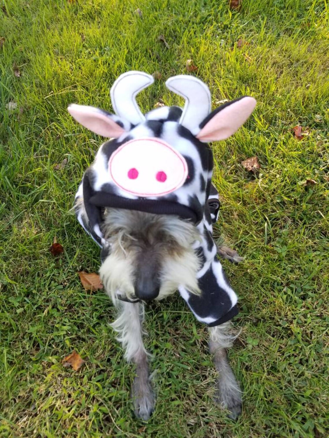 Dog cow Costume Pet cow Costume Halloween cow bull costume Etsy