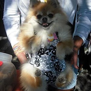 May include: A small, fluffy, brown and white dog wearing a black and white patterned harness with a pink flower accent. The dog is being held by a person.