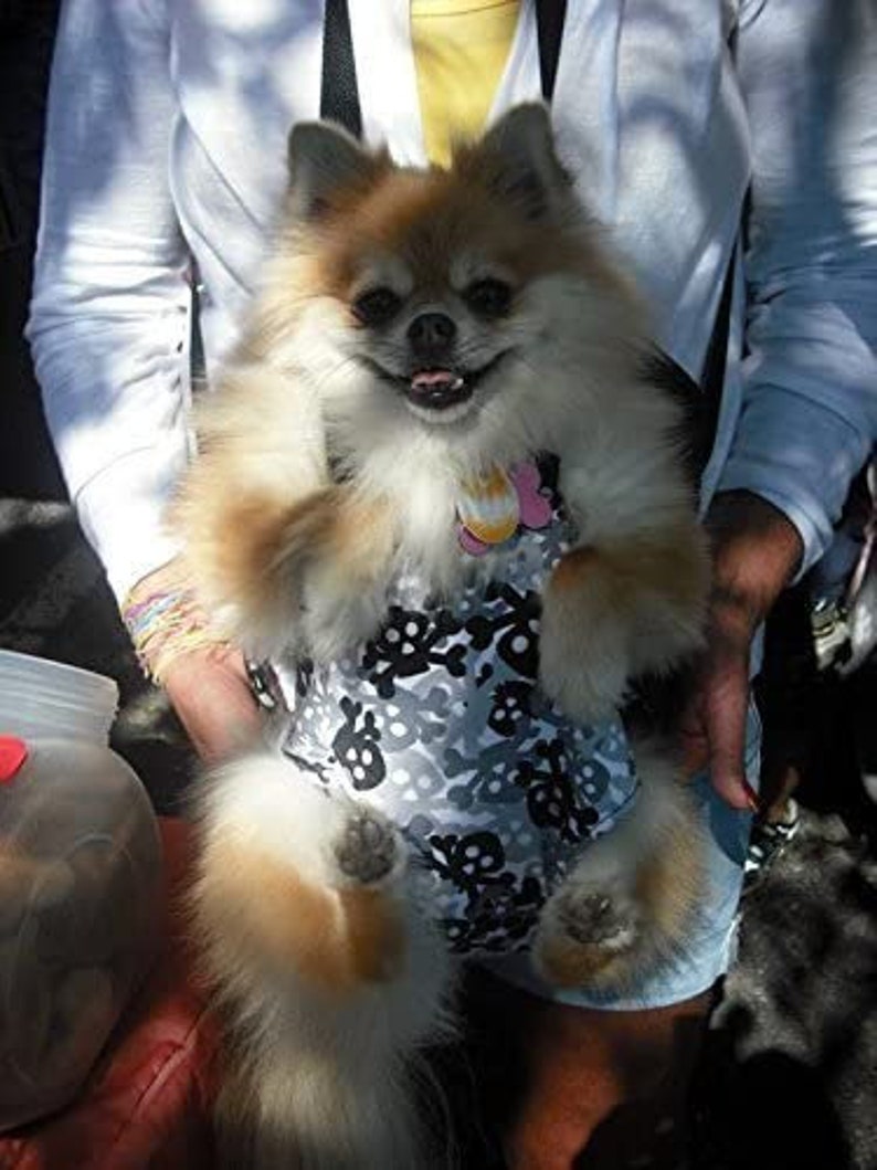 May include: A small, fluffy, brown and white dog wearing a black and white patterned harness with a pink flower accent. The dog is being held by a person.