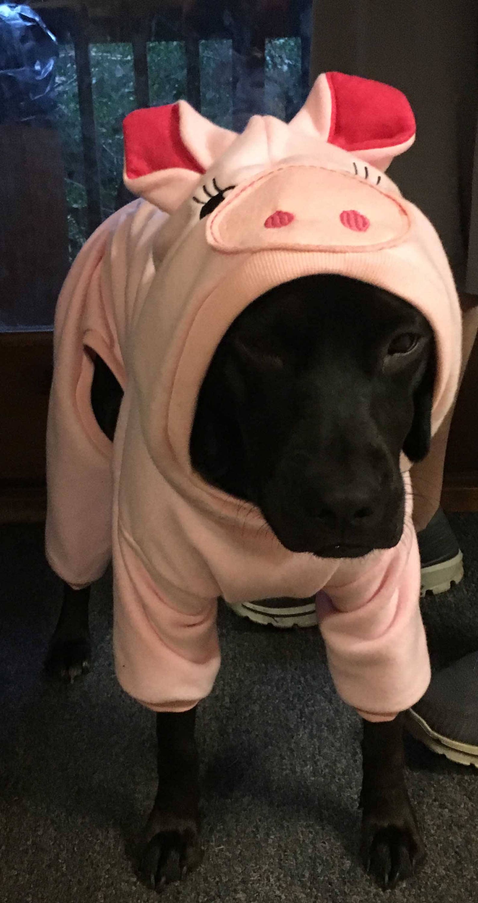 Dog Pig Costume Pet Pig Costume Halloween Pig costume Etsy