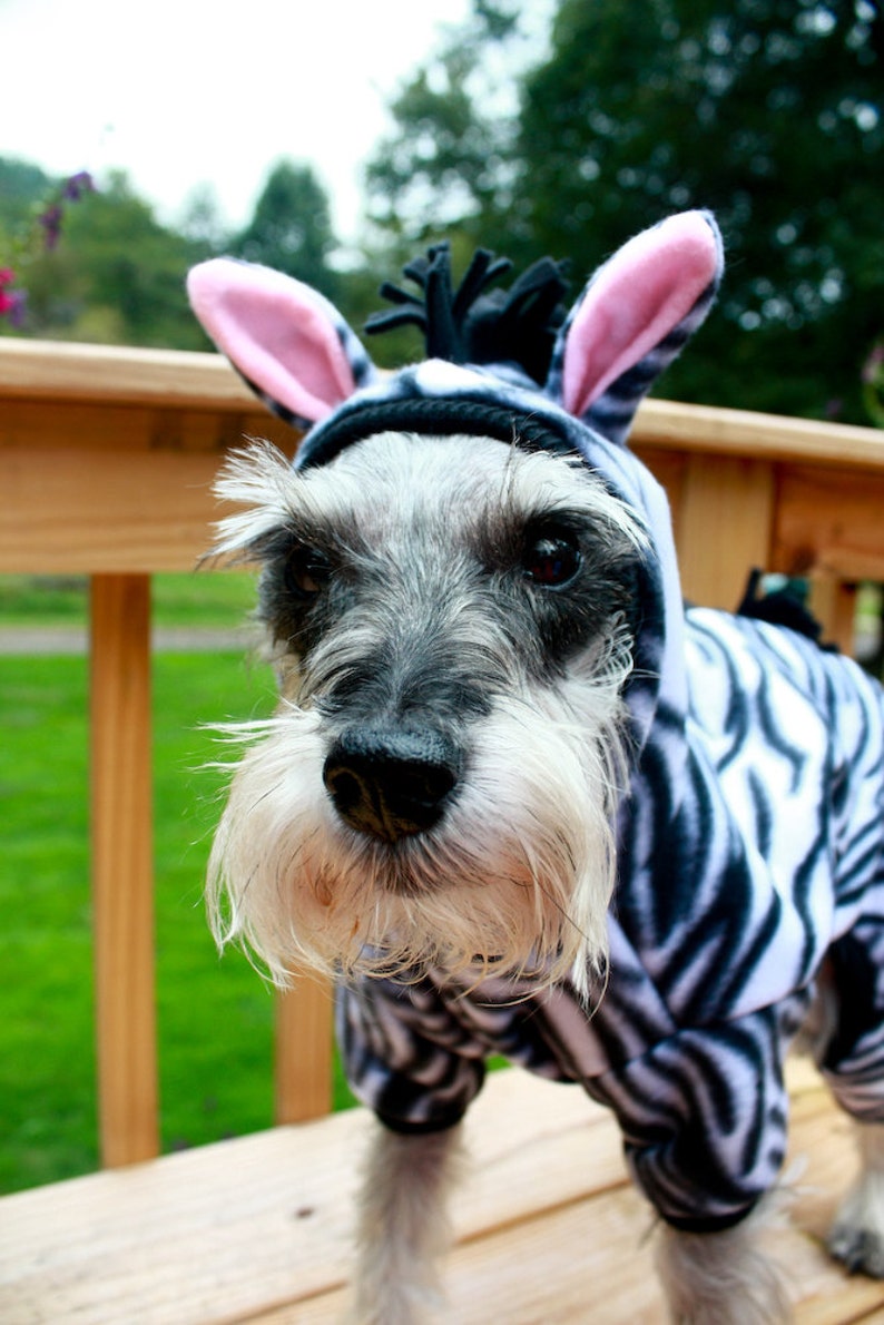 May include: A small, white and gray dog wearing a zebra-print costume with pink ears. The dog is sitting on a wooden deck with green grass in the background.