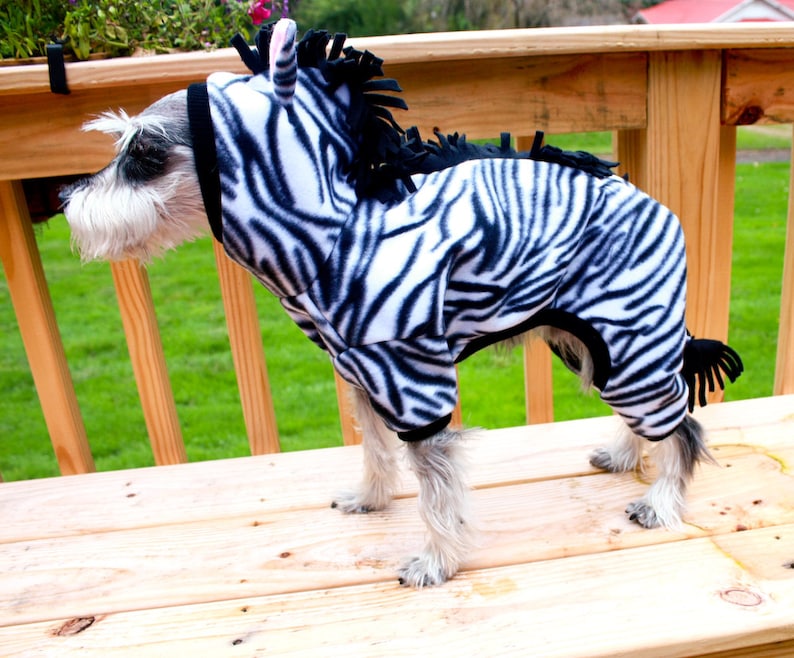 May include: A small, white dog wearing a black and white zebra costume. The dog is standing on a wooden deck with green grass in the background.
