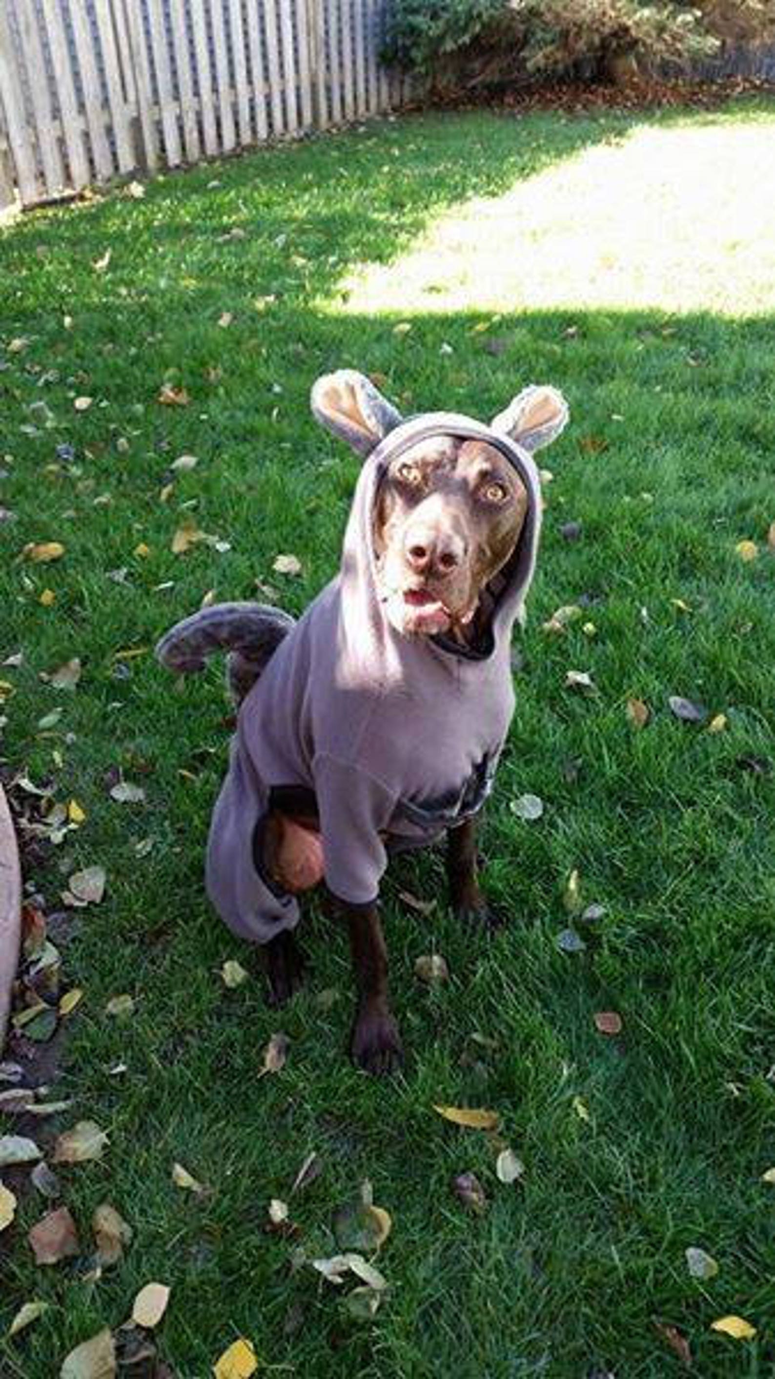 Dog Squirrel Costume | Squirrel Dog Costume | Dog Halloween Costume ...