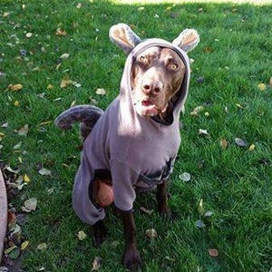 Dog Squirrel Costume Squirrel Dog Costume Dog Halloween Costume Squirrel Dog Pajama Pet Squirrel Halloween Costume image 7