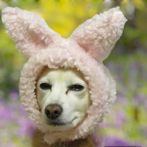 May include: A white dog wearing a pink bunny costume with floppy ears. The dog is looking at the camera with a serious expression.