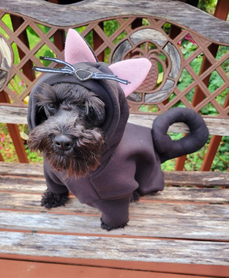 May include: A small black dog wearing a black cat costume with pink ears and a black felt cat face. The dog is sitting on a wooden bench.