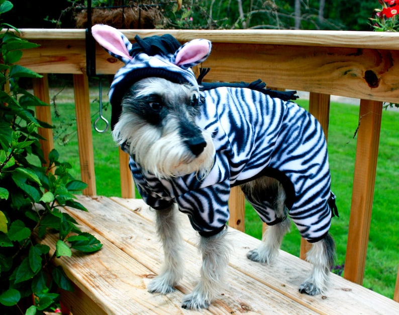 May include: A small, white and black dog wearing a zebra costume. The dog is standing on a wooden deck with a green grassy area in the background.