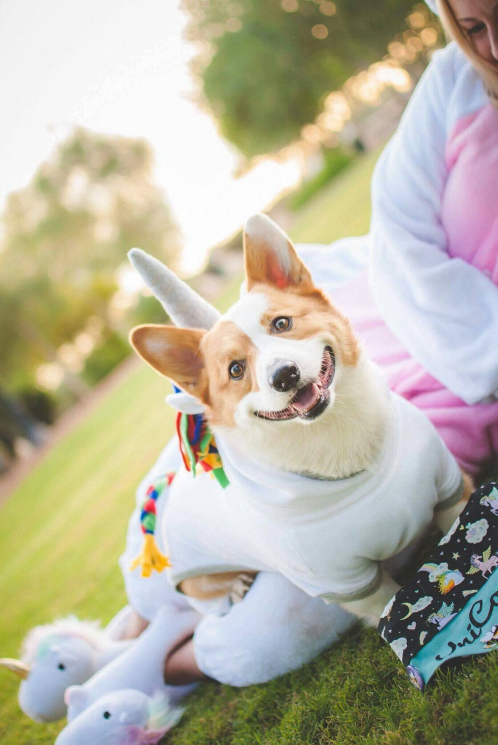Corgi Costume for Dogs Etsy