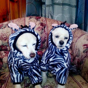 May include: Two white dogs wearing black and white zebra print pajamas are sitting on a floral patterned couch.