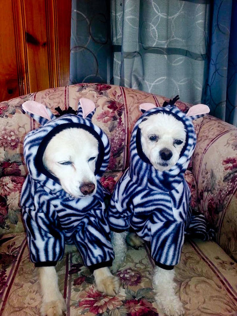 May include: Two white dogs wearing black and white zebra print pajamas are sitting on a floral patterned couch.
