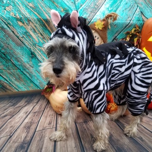 May include: A small, gray and white dog wearing a black and white zebra costume. The dog is standing on a wooden floor with a pumpkin and other fall decorations in the background.