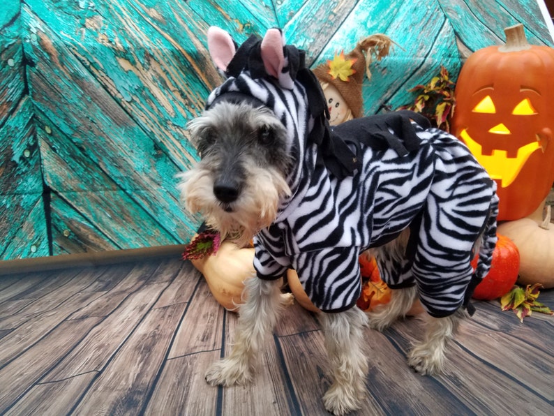 May include: A small, gray and white dog wearing a black and white zebra costume. The dog is standing on a wooden floor with a pumpkin and other fall decorations in the background.