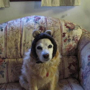 May include: A golden retriever dog wearing a brown bear costume sits on a floral patterned armchair. The dog is looking at the camera.