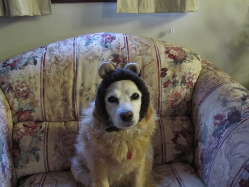 May include: A golden retriever dog wearing a brown bear costume sits on a floral patterned armchair. The dog is looking at the camera.