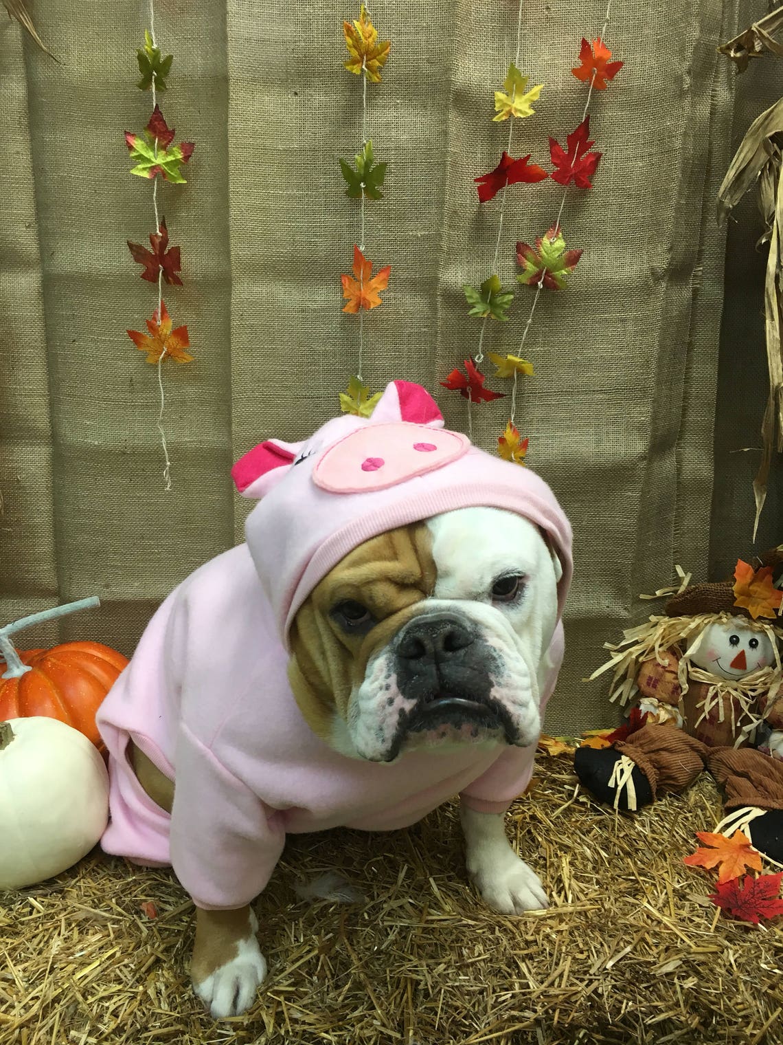 Dog Pig Costume Pet Pig Costume Halloween Pig costume Etsy