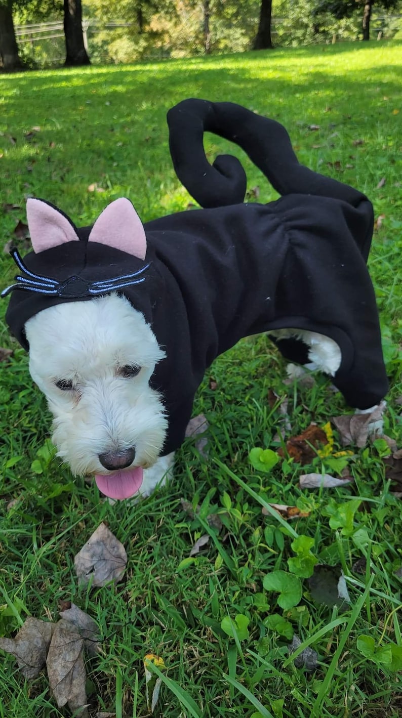 May include: A white dog wearing a black cat costume with pink ears and a black tail. The dog is standing on green grass with brown leaves.