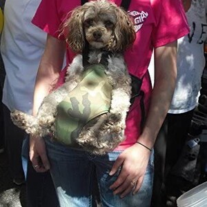 May include: A small brown and white dog wearing a camouflage dog carrier. The dog is being held by a person wearing a pink shirt with the word "Girl" on it.