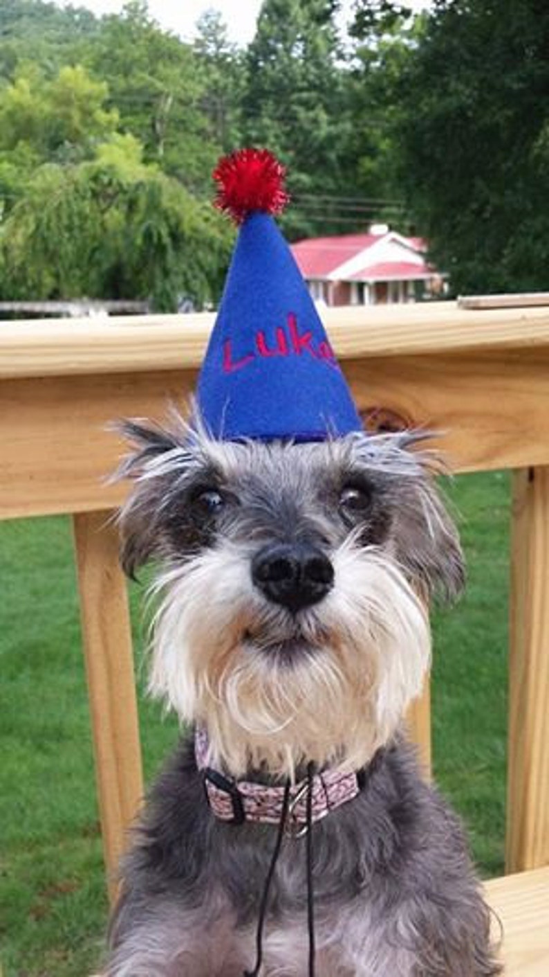 Pet Dog Birthday Party Hat Etsy